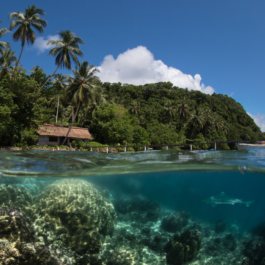 Solomon Islands Shark and Hut