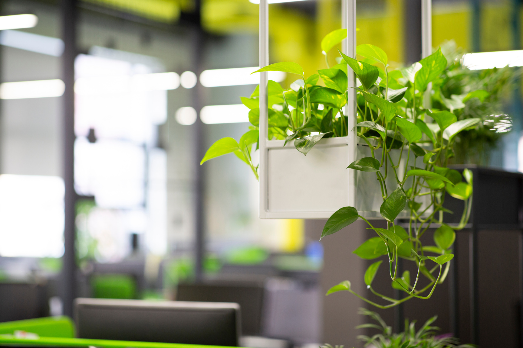 Young green plants in pots in eco office interior